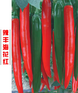 辣豐海花紅